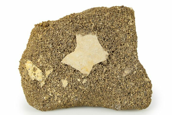 Fossil Bird Egg Shell - France #293722